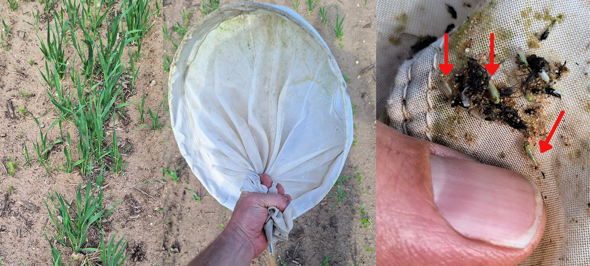 Three photos side by side. To the left is a row of nurse crops emerging from a field. The middle is a hand holding onto a sweep net. To the right is a thumb next to tiny leafhoppers stuck to a net. Red arrows point to the leafhoppers.